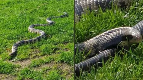 Pet Owner Takes 20 Of His Pet Snakes To 'Sunbathe' In Local Park ...