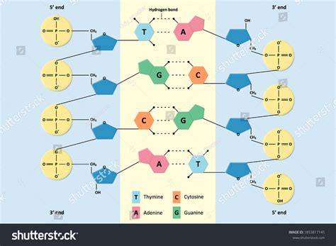 2+ Hundred Sugar Phosphate Backbone Royalty-Free Images, Stock Photos ...