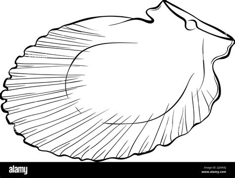 Image result for Scallop Shell Inside