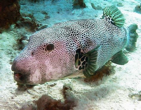Image result for Puffer Fish Fun Facts