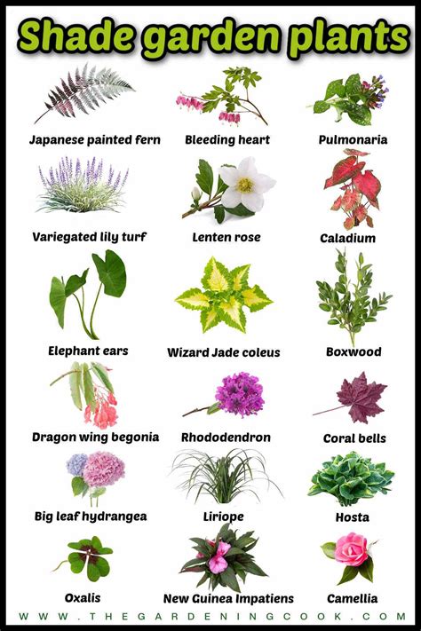 Names Of Full Shade Perennials