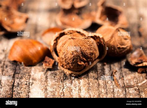 Image result for Hazelnut in Shell