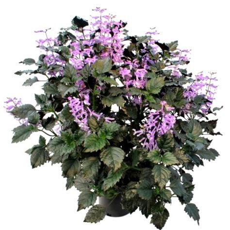 Buy Plectranthus Velvet Elvis Plant online at best price