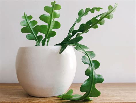 How Often To Water Your Fishbone Cactus