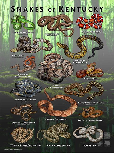 Snakes of Kentucky Poster Print