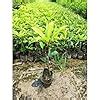 Cloud Farm Chiku/Chikoo/Sapota/Sabeda Thai Chiku(DHS-1) Variety Grafted ...