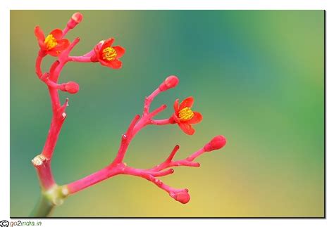 go2india.in : Red flower