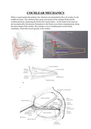 Childhood Screening Guidelines - audiology American Academy of ...