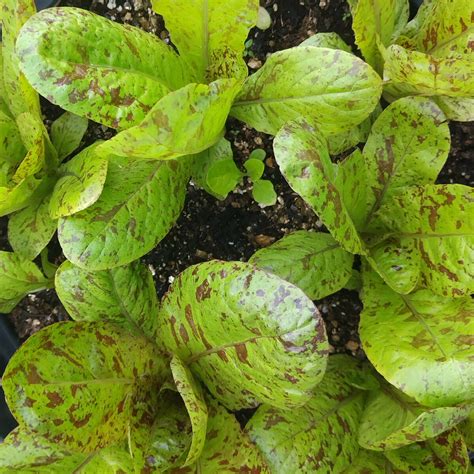 Romaine Lettuce 'Forellenschluss' (Lactuca sativa) organic - approx ...