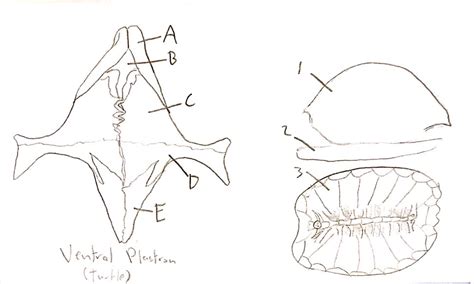 Image result for Turtle Shell Diagram