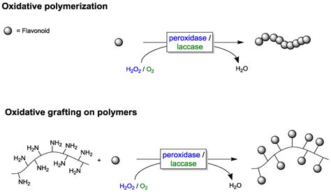 Enzyme Initiated Radical Polymerizations