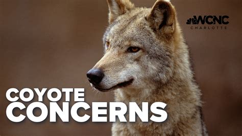 Increased coyote sightings concerns neighborhood | Charlotte news ...