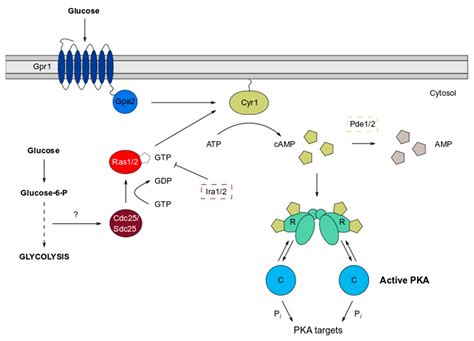 Yeast Protein Kinase A Isoforms: A Means of Encoding Specificity in the ...
