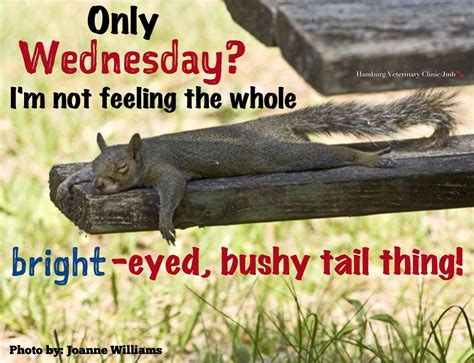 Wednesday humor | Half way through the week | Happy Hump Day | Cute ...