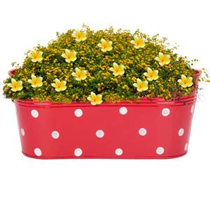 Nuha Metal Railing Planter, Multicolour, Height - 14 cm, Length - 31cm ...