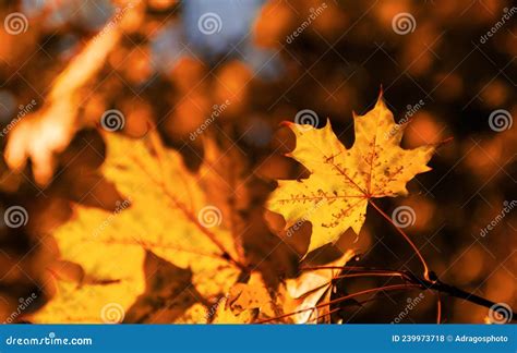 Leef Fill Color 的图像结果