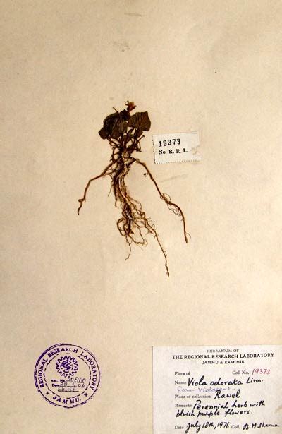 viola_odorata