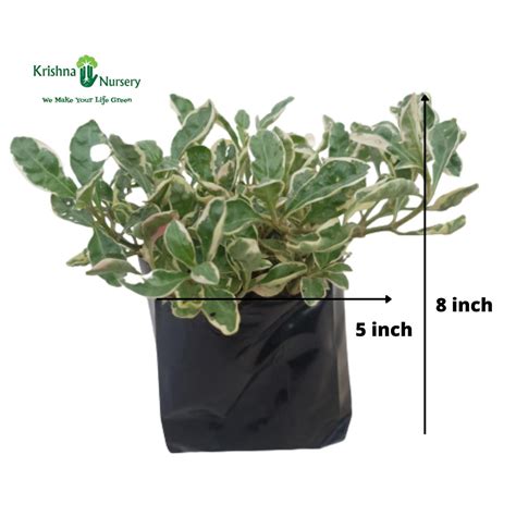 Jade Plant