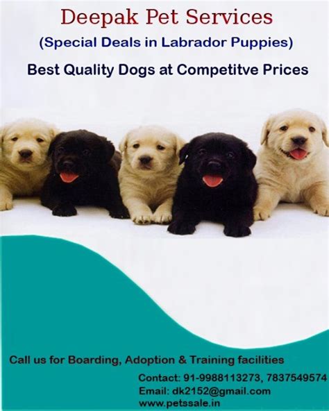 Best Pets are available for sale in Chandigarh - 07837549574 - Punjab ...