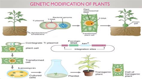 Biotechnology Bacteria 的图像结果