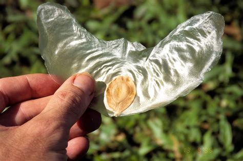 Seed dispersal | Description, Importance, Types, Animals, Wind, Water ...