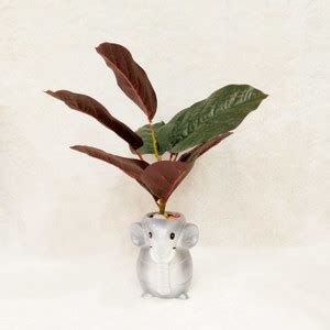 Style My Home Artificial Rubber Plant with Elephant Planter Pot ...