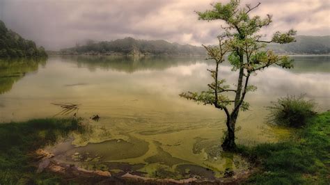 Download wallpaper nature, lake, tree, section nature in resolution ...