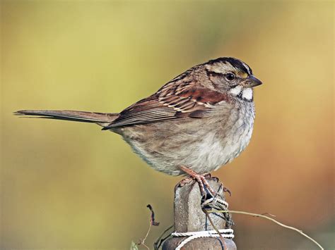 White-throated Sparrow - eBird