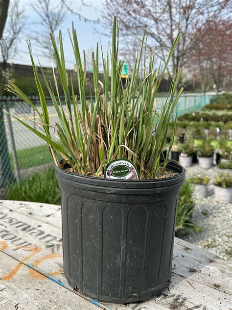 Zebra Grass #3 | Cerbo's Parsippany Greenhouse & Garden Center