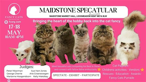 Fancy Cats Maidstone SpeCATular, LOCKMEADOW MAIDSTONE MARKET HALL, 17 ...