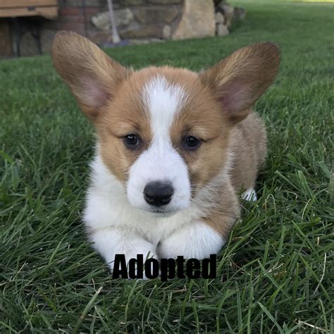 Lady Jane - Highland Meadow Bernese and Corgis