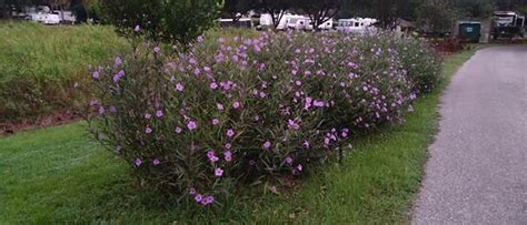 LAKESIDE TRAVEL PARK (Tallahassee) - Campground Reviews & Photos ...