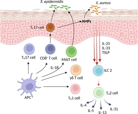 Dermatitis Autoimmune Disease at William Howerton blog