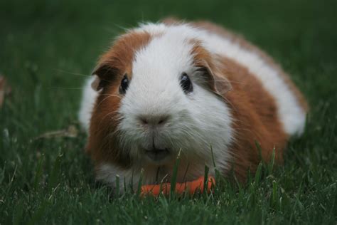 Stages of Gestation in Guinea Pigs - Guinea Pig Center
