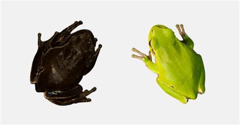 Chernobyl frogs may have undergone a process of rapid evolution in ...