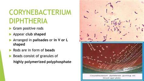 gram positive rods (Non spore forming) | PPTX