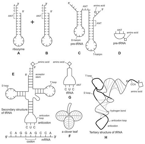 The Origin of Prebiotic Information System in the Peptide/RNA World: A ...