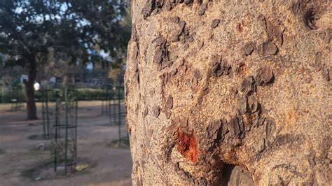 Asus Zenfone Zoom camera: First impression and samples | Digit