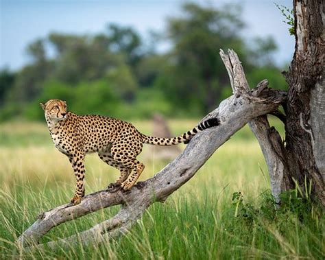 Unlimited Tours & Safaris (Maun) - 2022 What to Know Before You Go ...