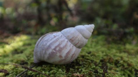 Image result for Empty Snail Shell
