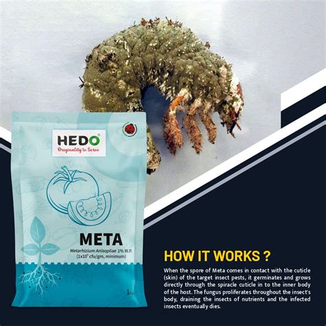 HEDO Metarhizium Anisopliae (1x10^8 CFU/gm) Bio-Organic (1kg) For Plan ...