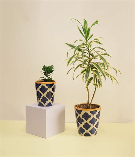 Buy Ficus Compacta Plant & Song of India Plants in Royal Ceramic Pot