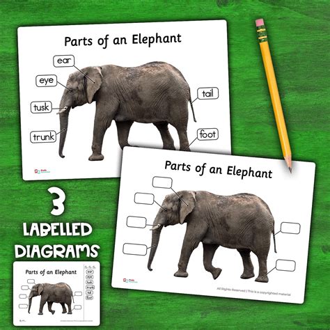 Elephant Anatomy Parts Elephants Parts of an Elephant Diagram Elephant ...