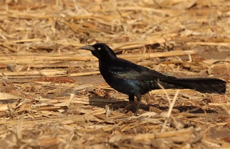 Black Birds In Texas – 22 Texas Black Birds (With Photos)