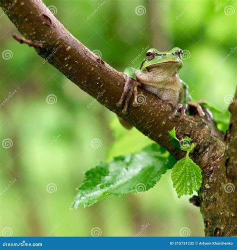 Image result for Tree Frog Sitting