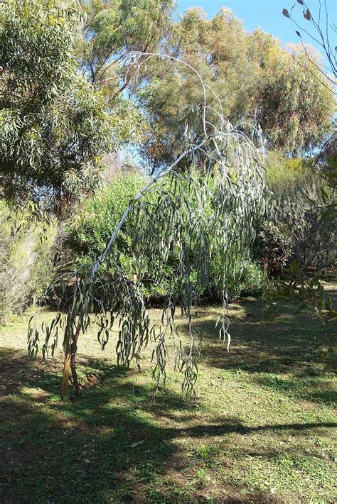 Eucalyptus caesia - Silver Princess | Reforest Bush Nursery