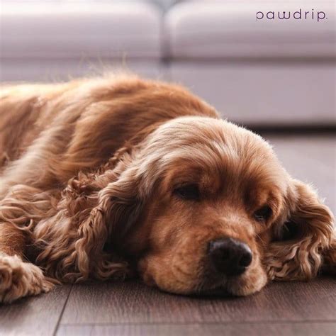 Dog in Heat: A Comprehensive Guide for Paw-Parents – PawDrip Pvt Ltd