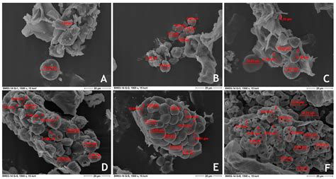 Effects of Feed Particle Size and Hydro-Thermal Processing Methods on ...