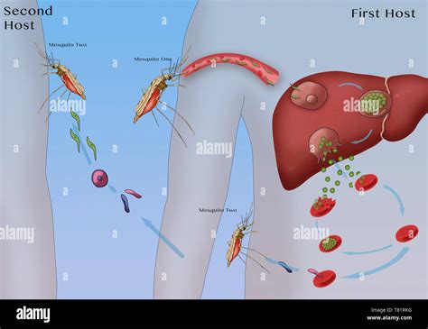 Image result for Python Pic Diagram Life Cycle