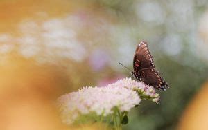 Wallpaper butterfly, wings, pattern, flower, macro hd, picture, image
